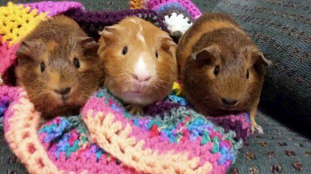 CUTE AND CUDDLY: It is important to make sure animals are warm, well fed and have clean water over the cooler months. Photo: SMH.