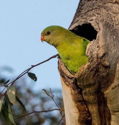 A Superb parrot nesting in a hollow, when their young have fledged and grown strong enough, they leave Boorowa and move to the Riverine Plains or the North-West.