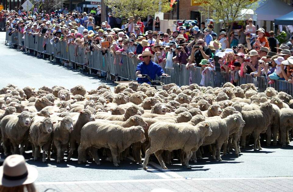 The Woolfest parade will see detours from both directions. Alcohol Free Zone restrictions will be lifted in the CBD on Sunday between 9am and 6pm.