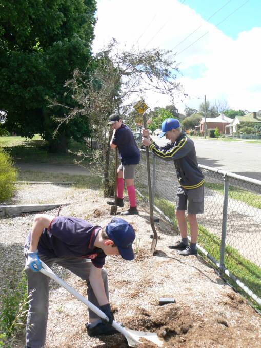 Three students from Boorowa Central School digging holes for new plantings into their garden. 