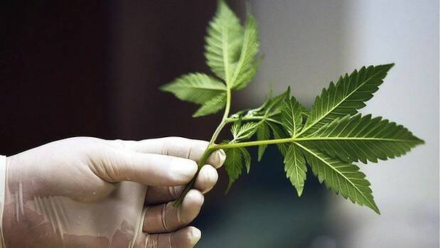 Medical cannabis campaigners bemoan long process