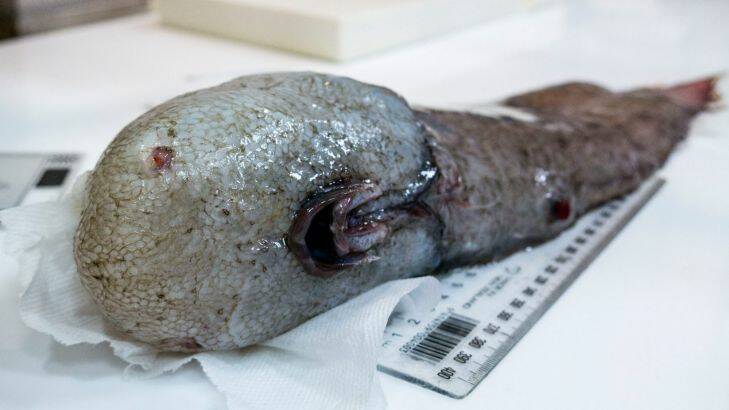 Deep sea trawl finds never seen fish, shortarse feelerfish