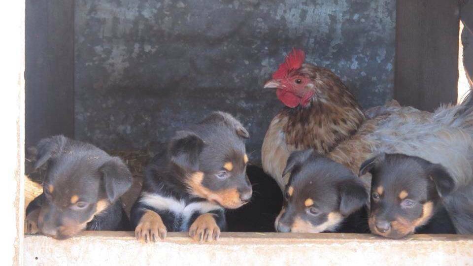 YOUNG: These kelpie puppies have a slightly non-traditional clucky puppy baby-sitter. Photo: Diane Wiggins