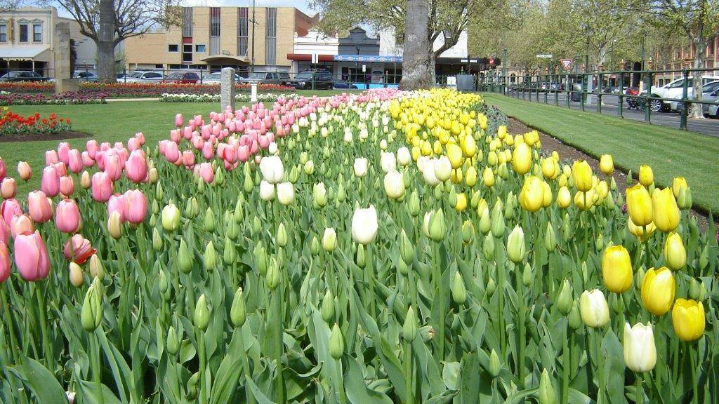 More than 30,000 tulips bulbs are set to bloom in Bendigo this spring. Photo: Brendan Beale.