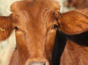 Foot and Mouth disease has the potential to decimate the local livestock industry.