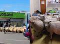 The sheep descending on the Te Kuiti liquor store during The Great New Zealand Muster on April 6. Pictures by Facebook/Hux Lee and Shar Ngare