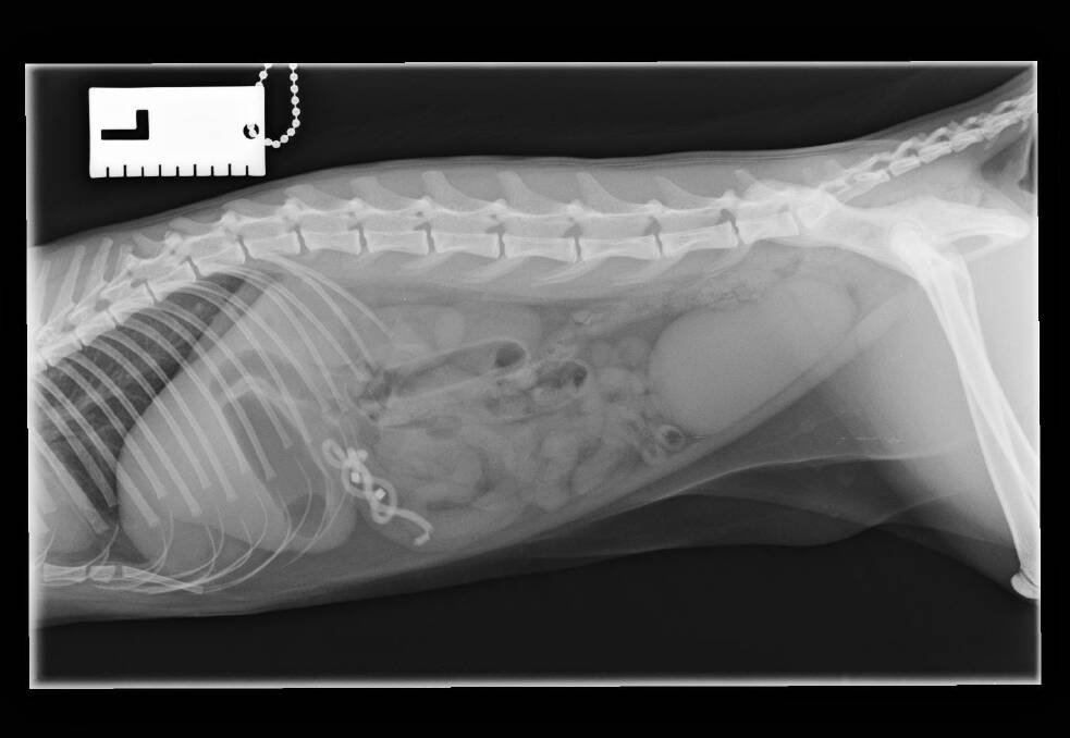 LOOK CLOSELY: An x-ray shows something extra in Lucy's abdomen. Picture: Dr Anne Quain