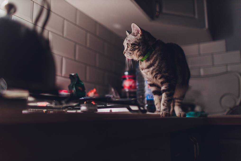 MISCHIEF: It's not uncommon for cats to be active at night. Picture: Shutterstock