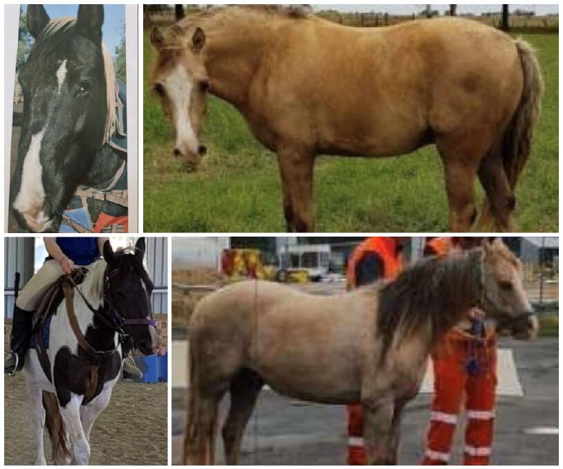 The missing horses from the Griffith-Leeton Riding for the Disabled. 