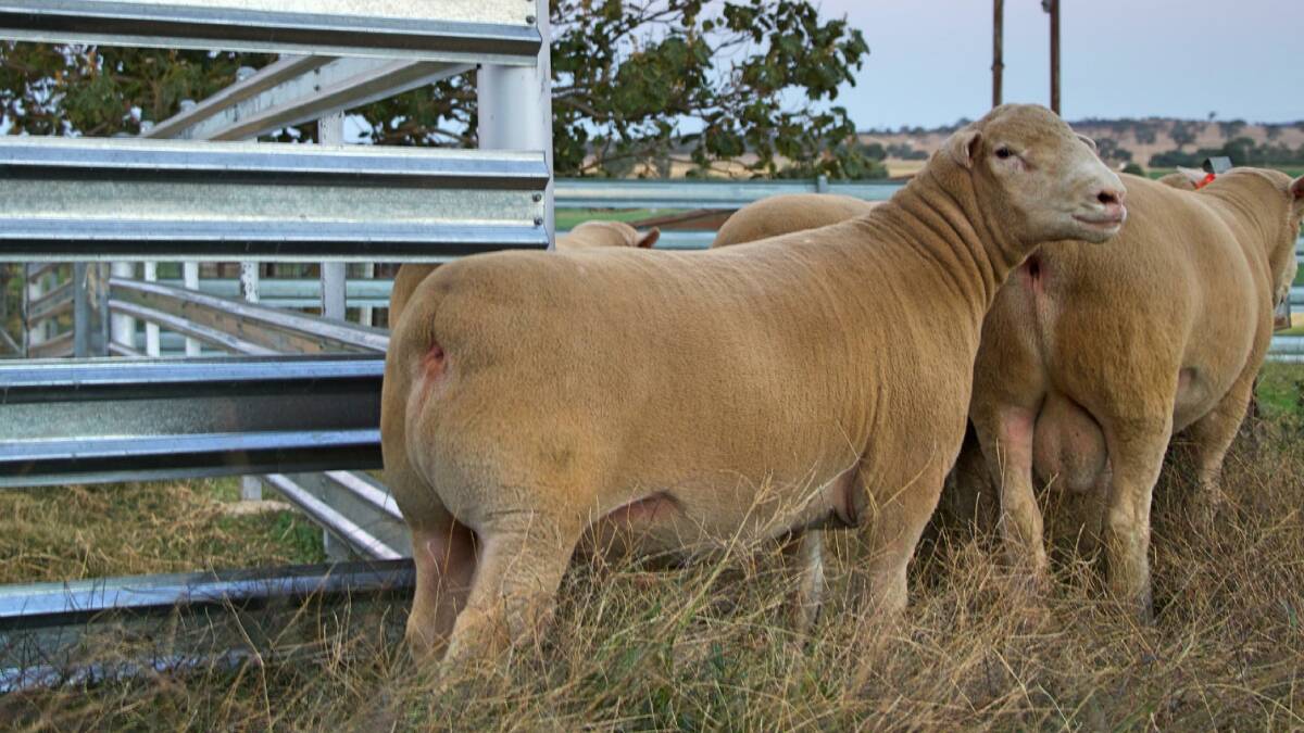 Springwaters Poll Dorset stud will offer 180 rams at its annual ram sale. 