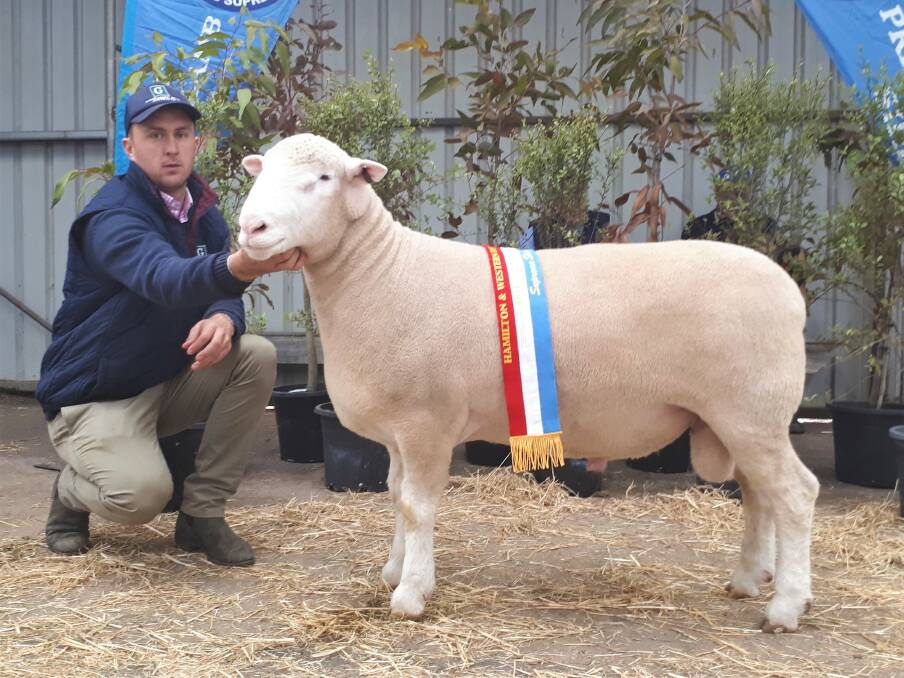 James Corcoran with the 13.5-month-old Gooramma ram which took out senior and grand champion ram award of the Poll Dorset breed at the Hamilton Sheepvention. 
