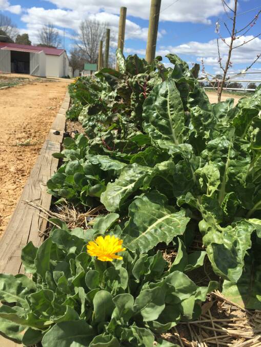There's plenty of produce and plenty of work to be done at Boorowa's Community Garden. 