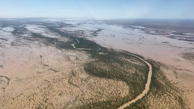 More than half a million cattle and thousands of sheep have perished in Queensland's floods. Photo supplied. 
