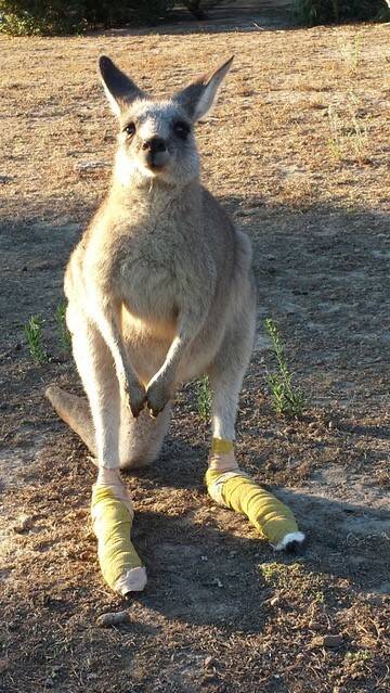 A rescued kangaroo injured in the fires last year. 