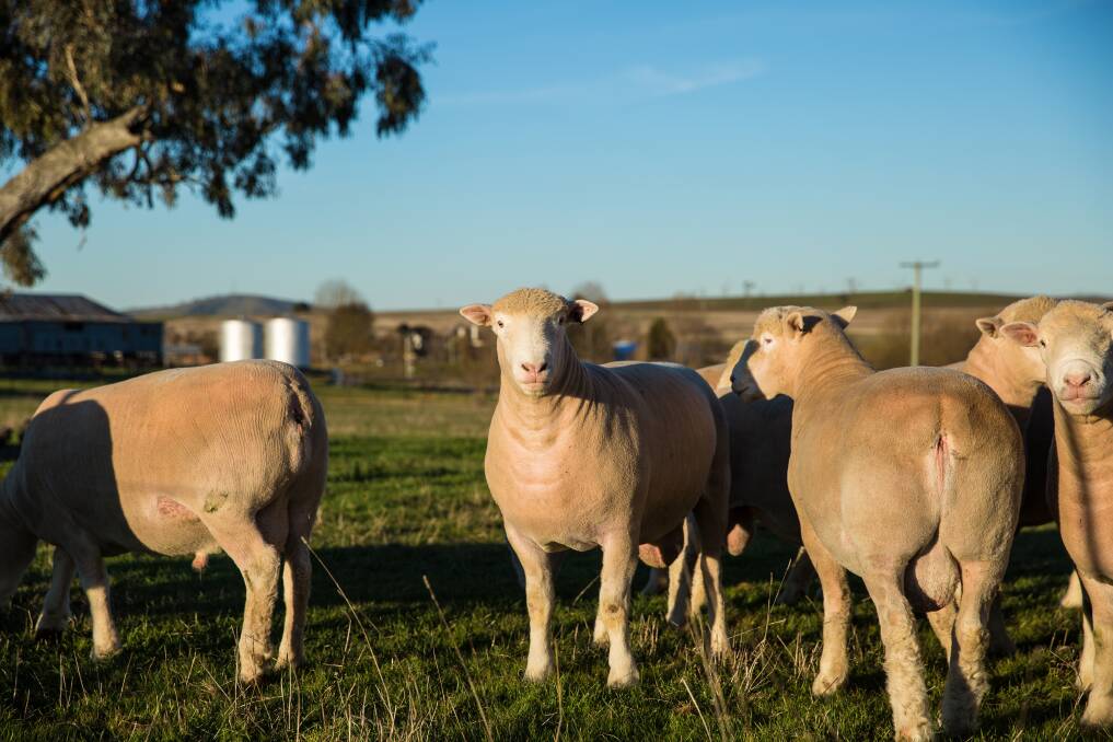 On display at the Open Day will be approximately 80 of the 2018 on property sale rams, made up of both the stud sire group and 60 of the commercial flock rams. 