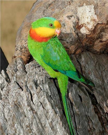 Male Superb Parrot. Photo by John Cooper Photography. 