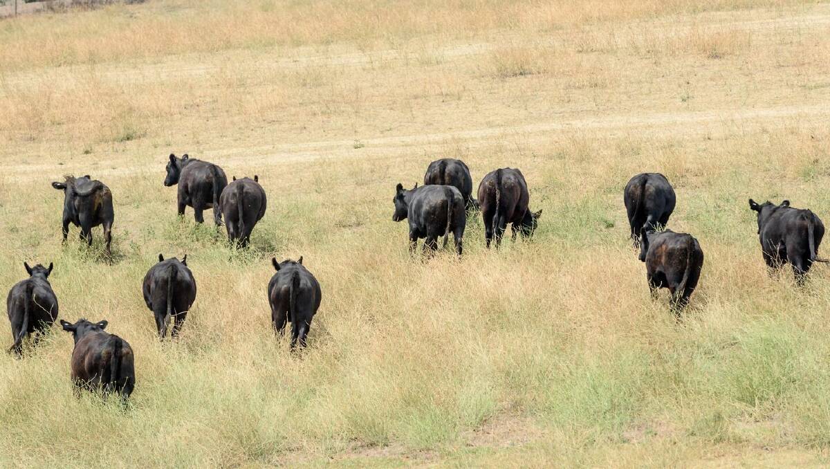 Beef Cattle walking away in pasture