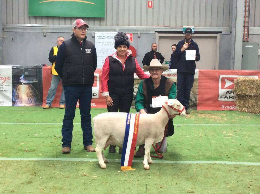 Mr Jan Myburgh with his winning six-year-old ewe. He took out the Grand Champion White Dorper Ewe class at the Australia Sheep and Wool Show. 