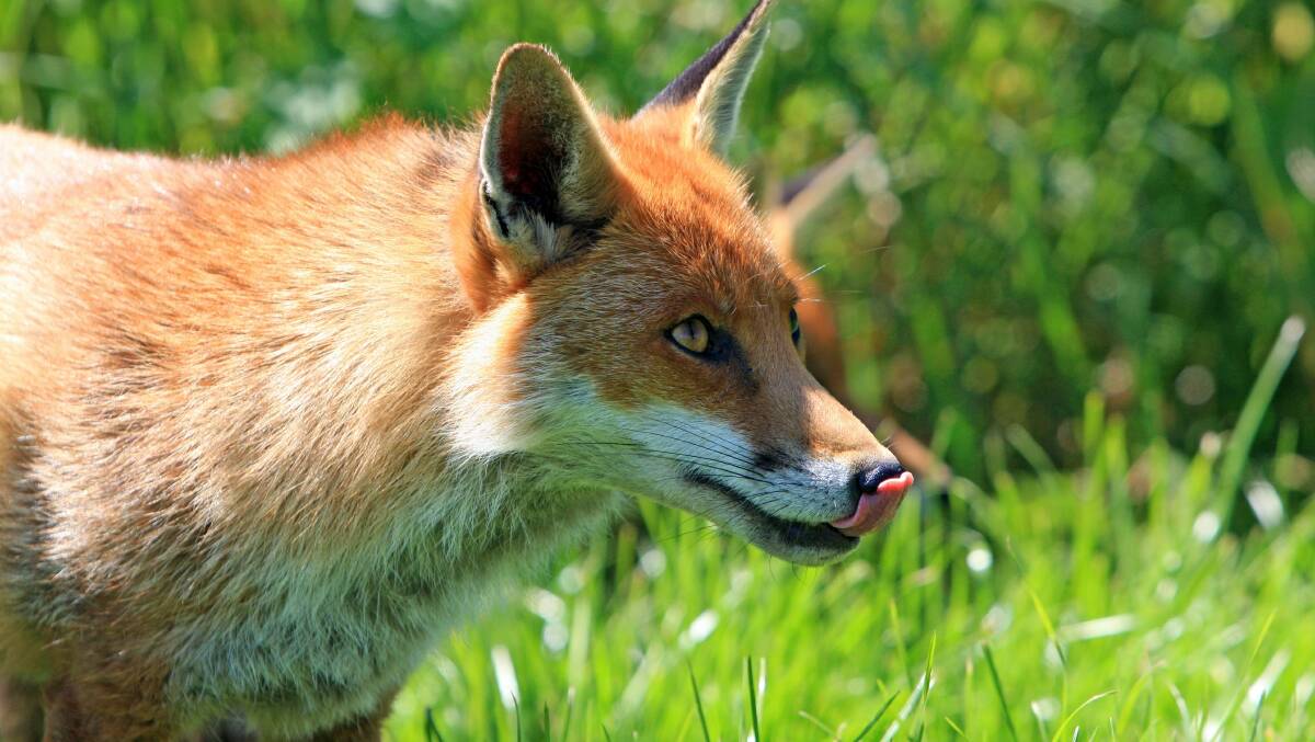 Landholders are invited to become Feral Fighters to help decrease fox populations.