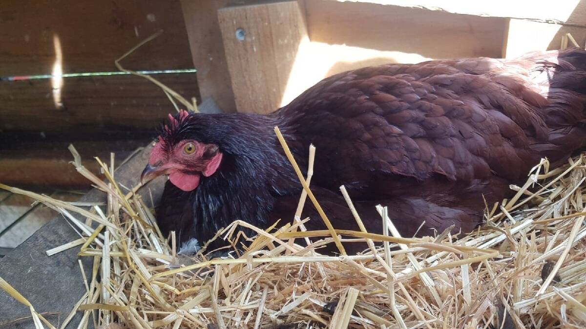 A clucky hen will stay in the nesting box sitting on any available eggs and try to hatch them, but what do you do if you've already got enough chicks? Picture: Hannah Moloney. 
