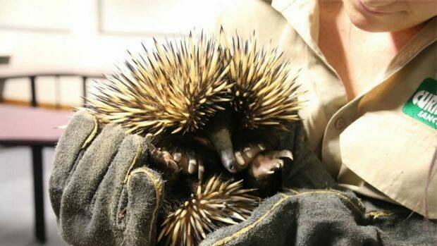 The reason for a "spike" in calls to Boorowa's firefighters was to rescue a trapped echidna last Monday. File photo. 