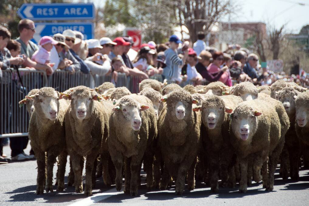 Get ready for the running of the sheep this Sunday.