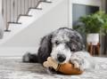 Well-designed enrichment toys like PetSafe's Chompin Chicken are crucial for a dog's health and happiness. Picture supplied