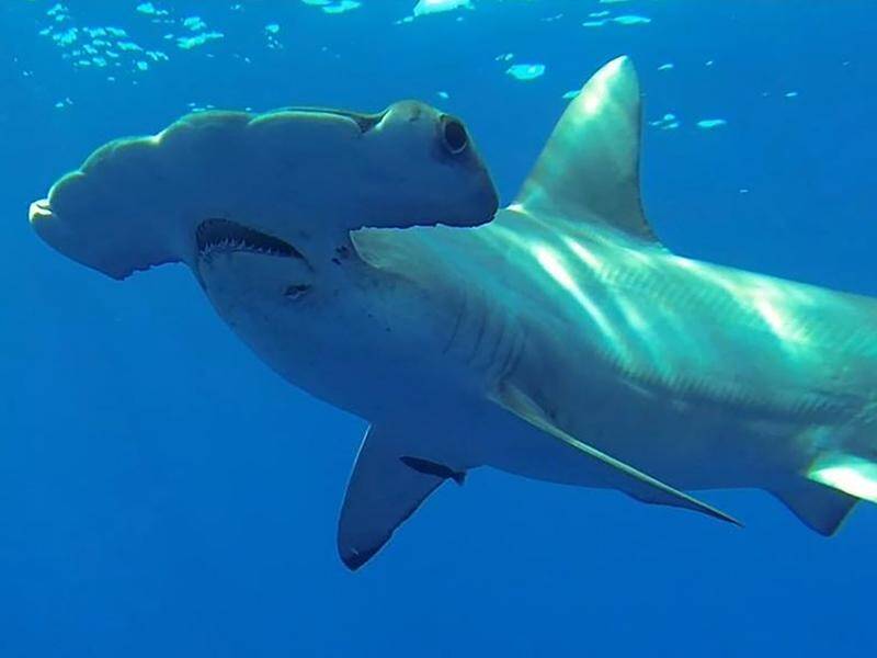 New research shows that great hammerhead sharks are crucial to Australia's coastal ecosystem.