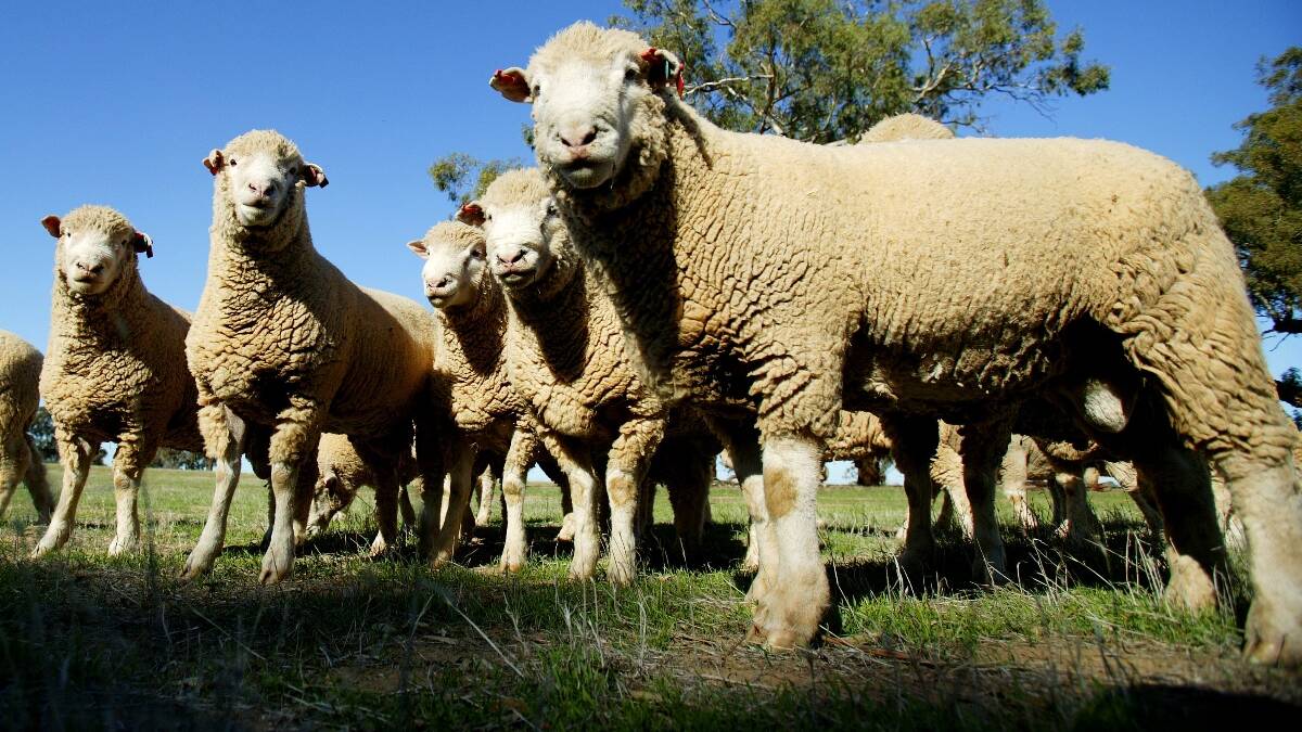 SHEEP KILLED: Police investigating after 44 sheep killed on two properties. Photo: FILE