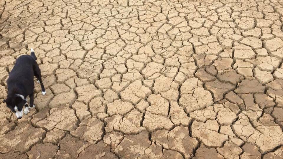 NSW has been declared 100 per cent drought affected. Boorowa Rotary Club has donated $1000 to help drought stricken farmers. File photo. 